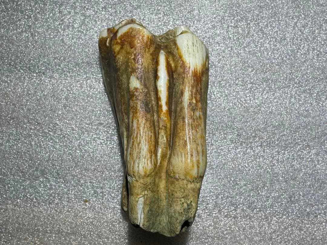 沖縄産、牛の歯化石