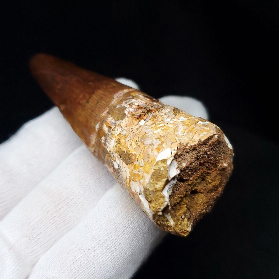 美品 スピノサウルス 本物 モロッコ産 71.57mm sp429