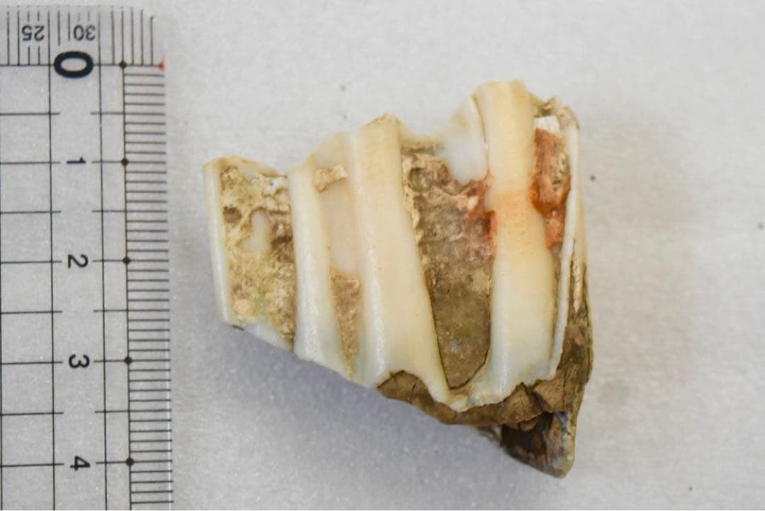 沖縄県産 哺乳類の歯化石 沖縄産 哺乳類の歯化石 新生代の