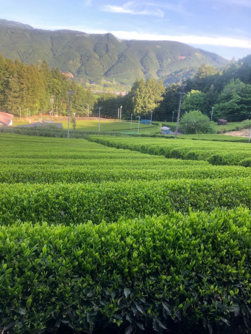 wakachan様専用 新茶予約分 高級煎茶100gx20袋 特別価格