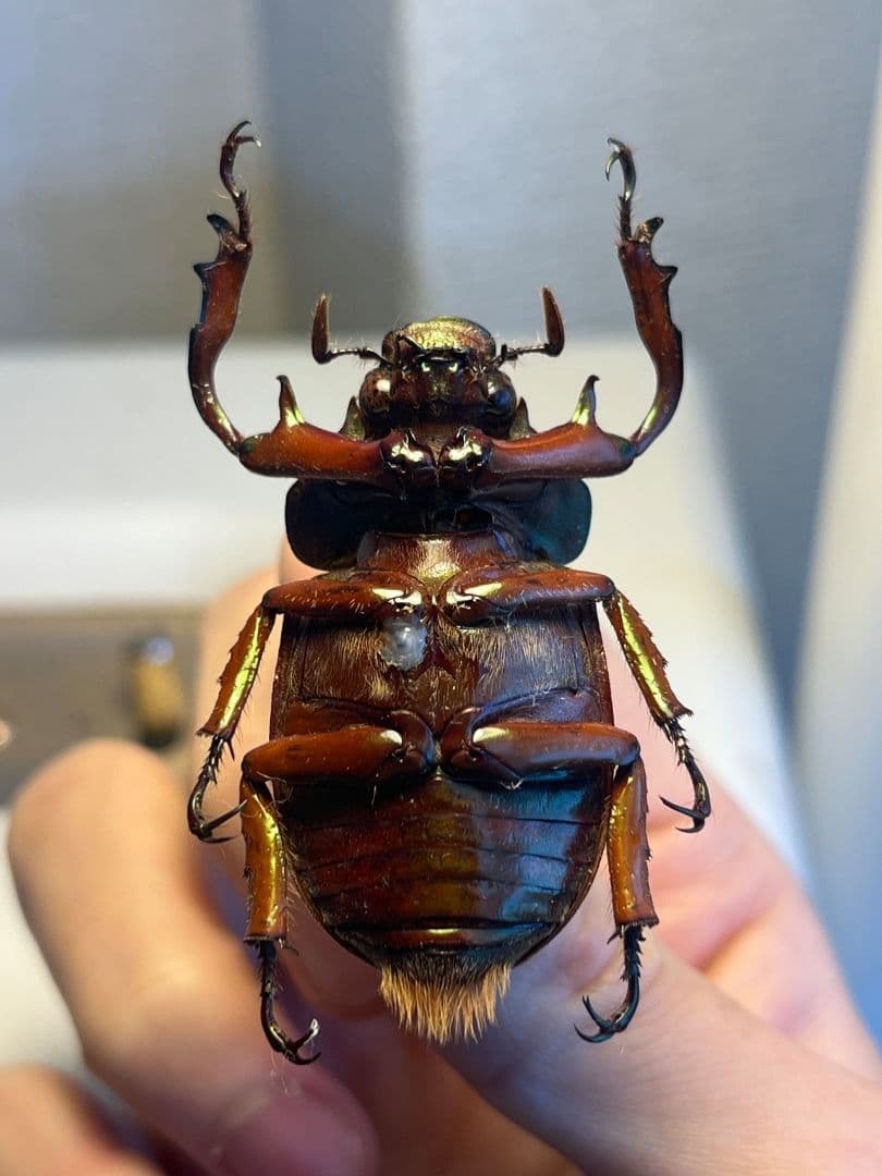 42mm】ミラビリステナガスジコガネ'ナンベイテナガスジコガネ 昆虫標本