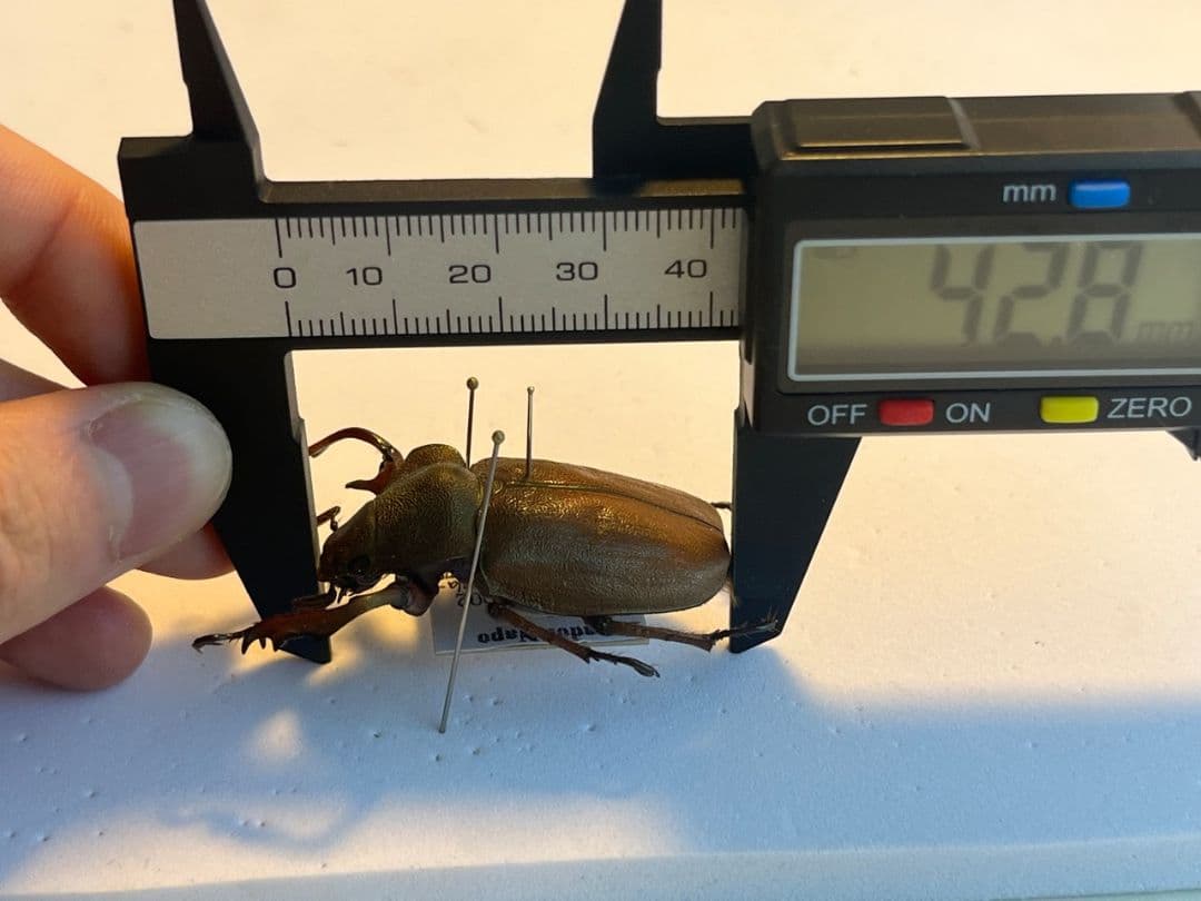 42mm】ミラビリステナガスジコガネ'ナンベイテナガスジコガネ 昆虫標本