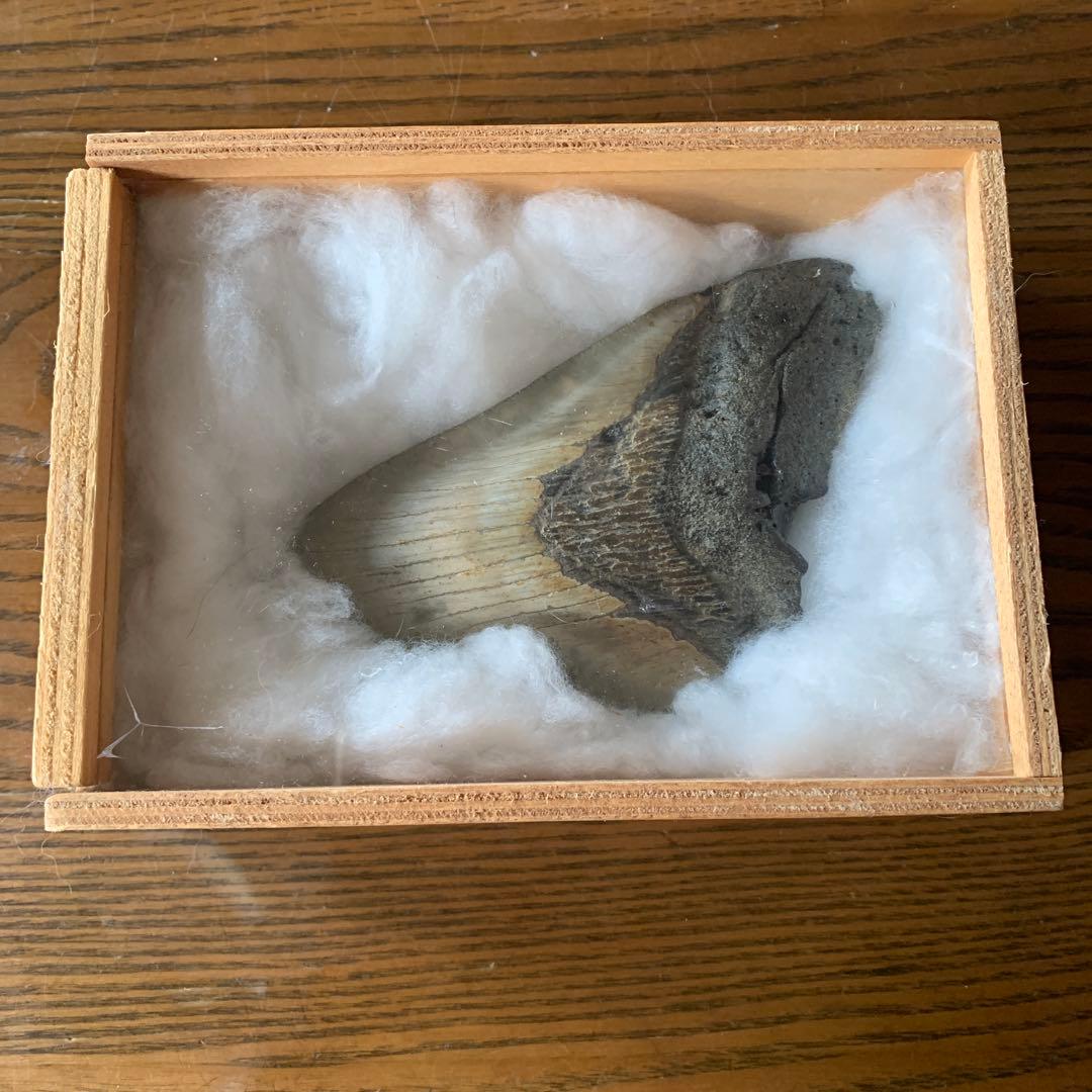 メガロドンの歯の化石 メガロドンの歯の化石 mgaz5005 | Megalodon-teeth.jp