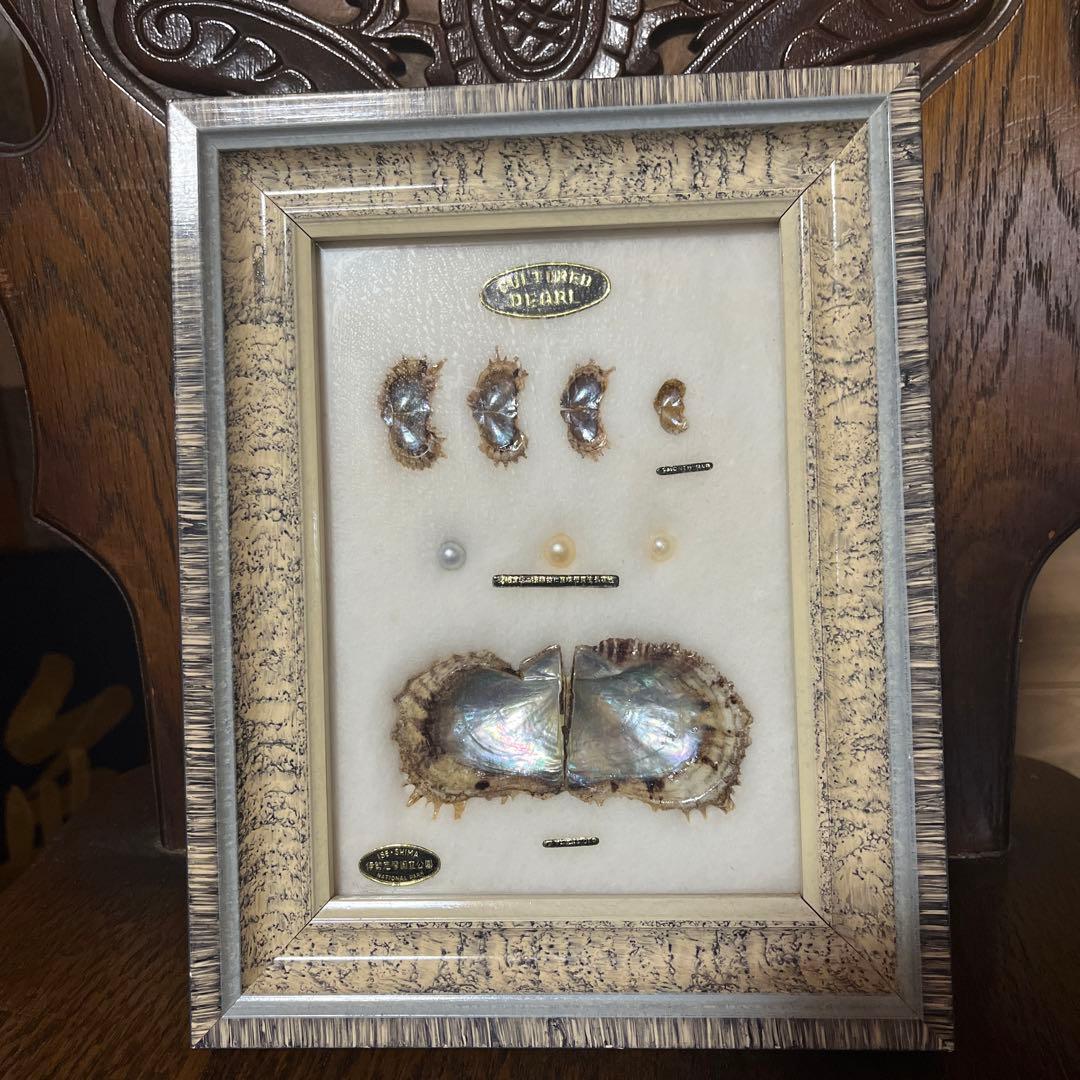 額入り アコヤ貝 養殖真珠 標本 レトロ - メルカリ