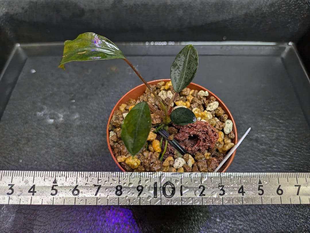 ブセファランドラsp、ダークグレイ オンライン ストア