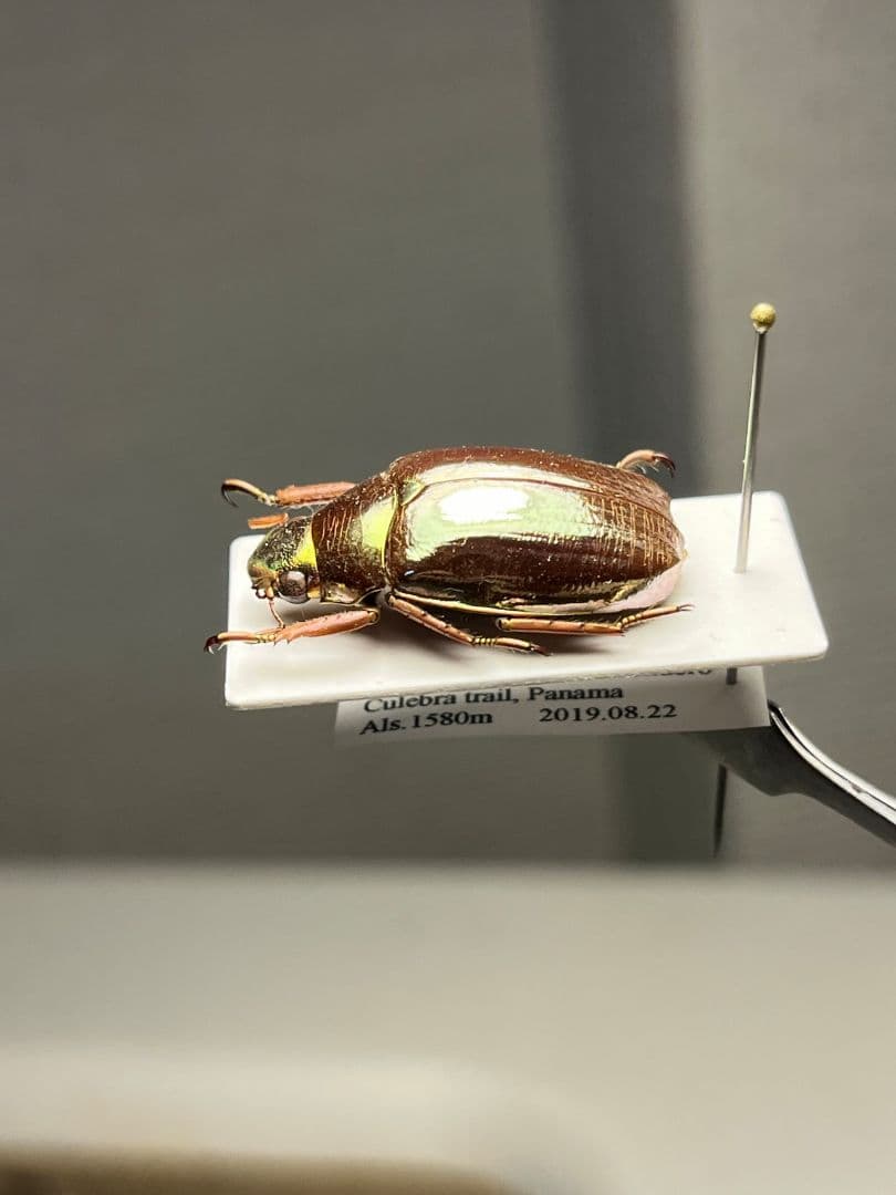 パナマ産プラチナコガネ！標本！ 【23mm】オプティマプラチナコガネ