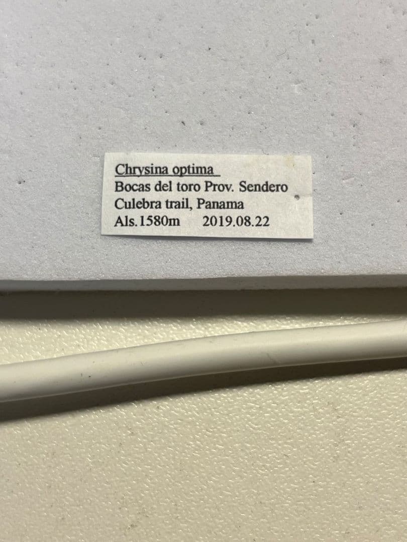 23mm】オプティマプラチナコガネ 標本 頭が金！カナブン ウグイス