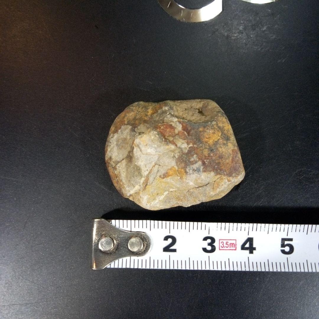 三葉虫 化石 fossil ボリビア産 トライロバイト 三葉虫