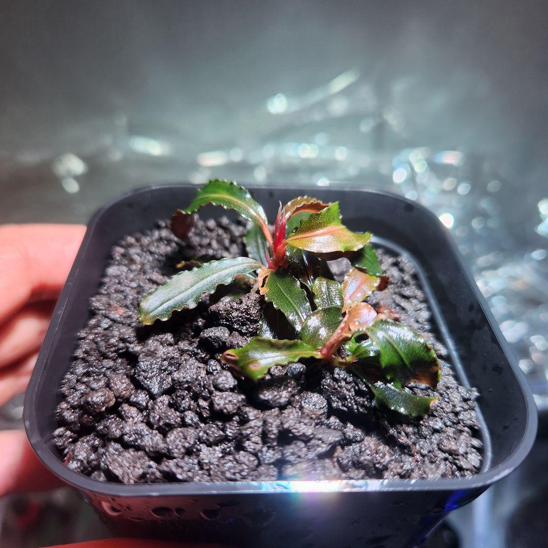 ブセファランドラsp.クダガン - メルカリ