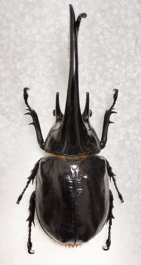 大型ネプチューンオオカブト標本 - メルカリ