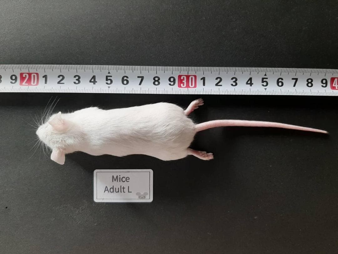 ☆しお様専用☆国産 冷凍マウスアダルト L 30匹 ピンクL50匹