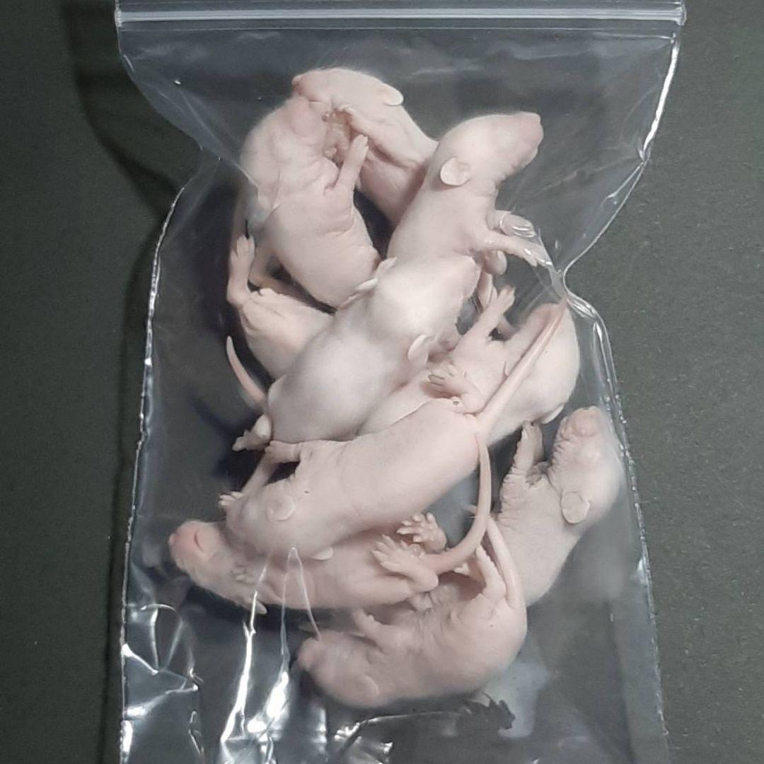 ☆しお様専用☆国産 冷凍マウスアダルト L 30匹 ピンクL50匹