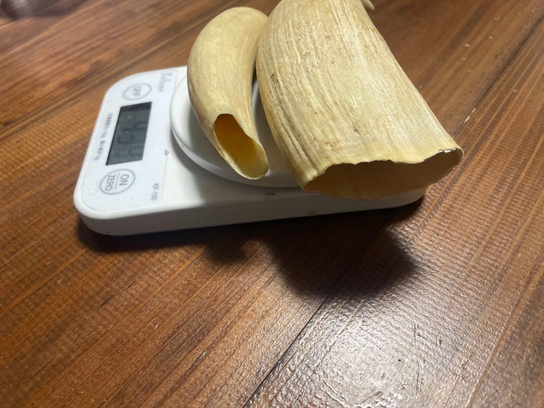 希少　抹香鯨　歯　クジラ　歯