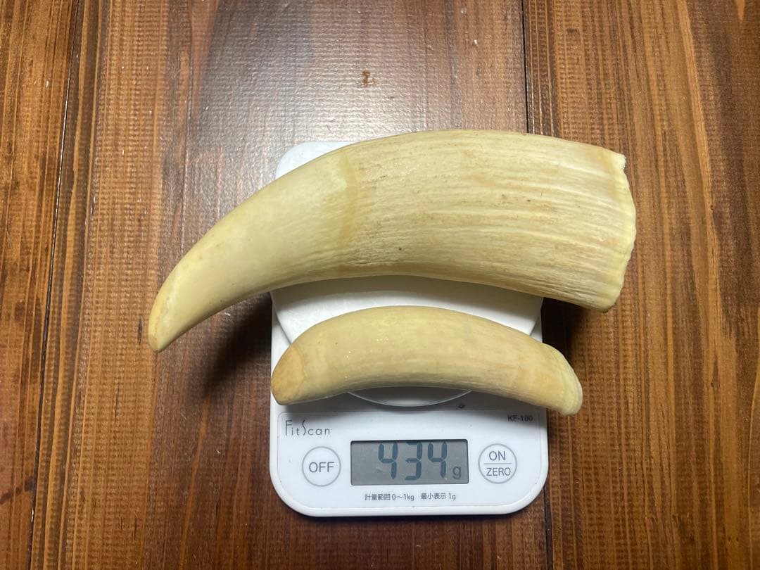 希少　抹香鯨　歯　クジラ　歯