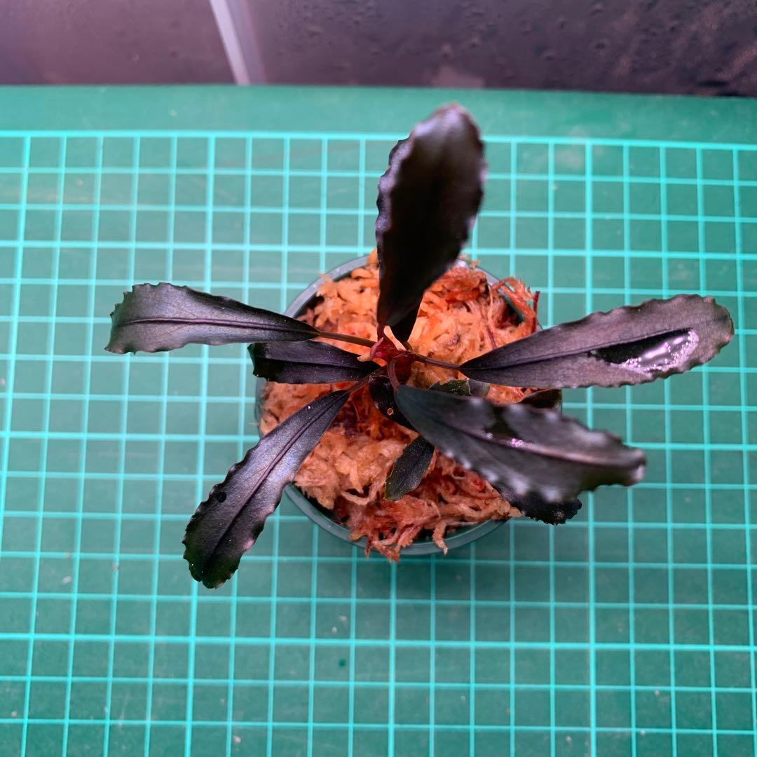 ブセファランドラ sp. ブラウニーゴースト 2011-2012 ナカモト - メルカリ