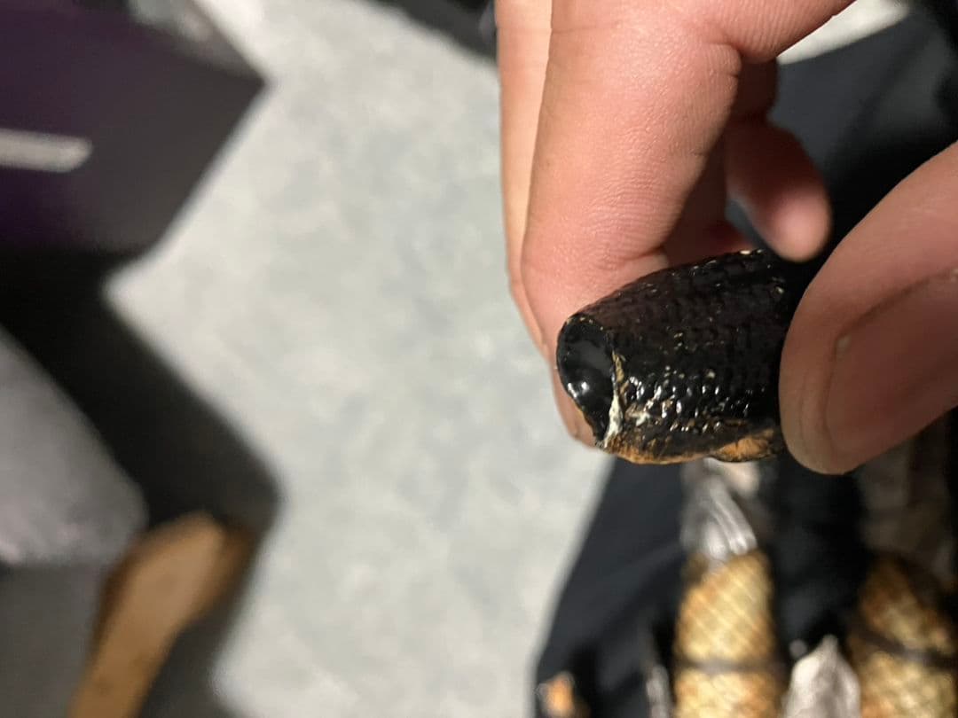 ホットトイズ　ケルティックプレデター　訳あり