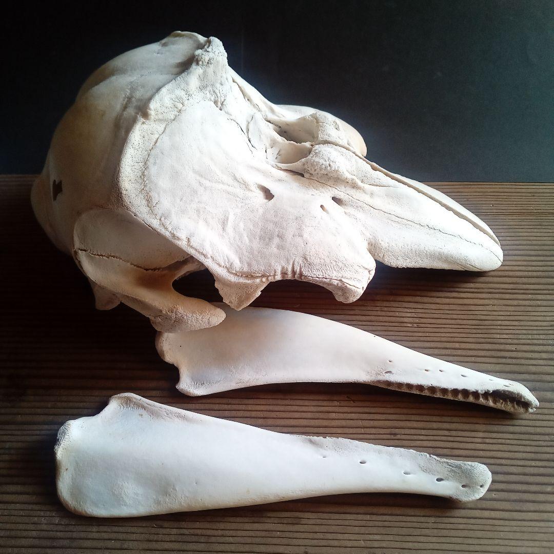 骨格標本 イルカ 頭骨 海棲哺乳類 極めて希少