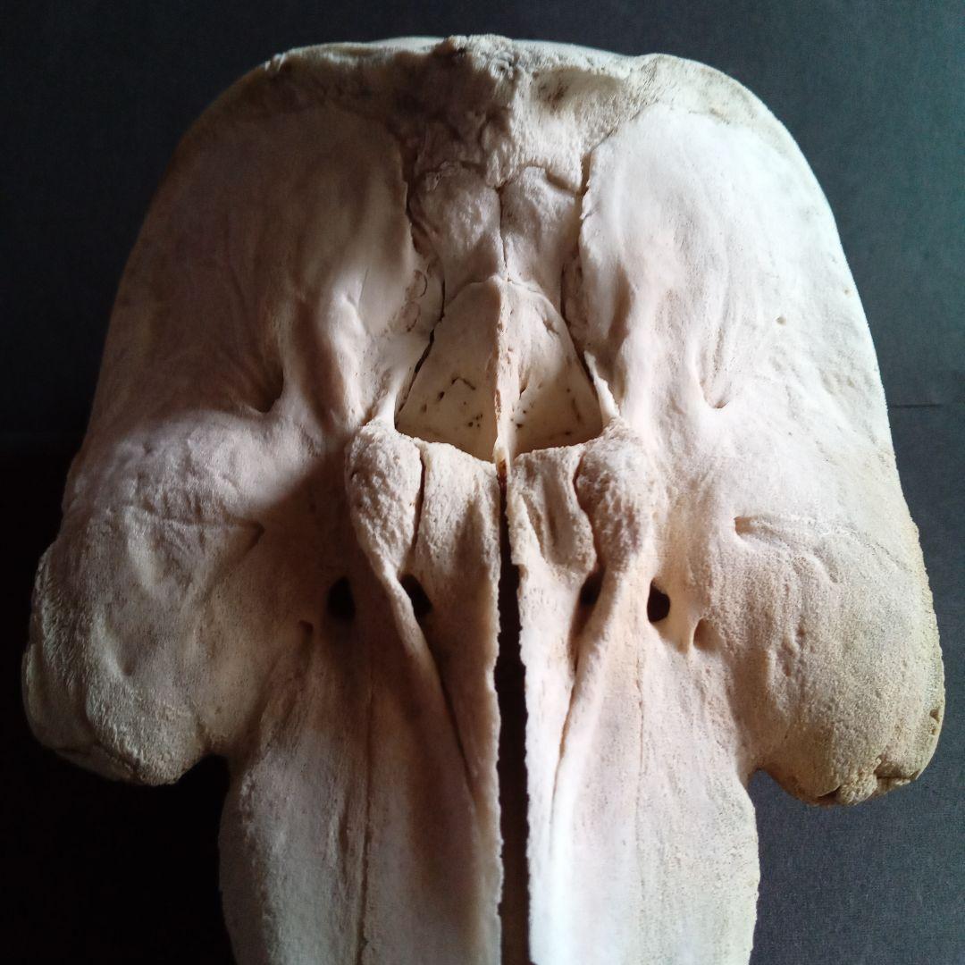 骨格標本 イルカ 頭骨 海棲哺乳類 極めて希少