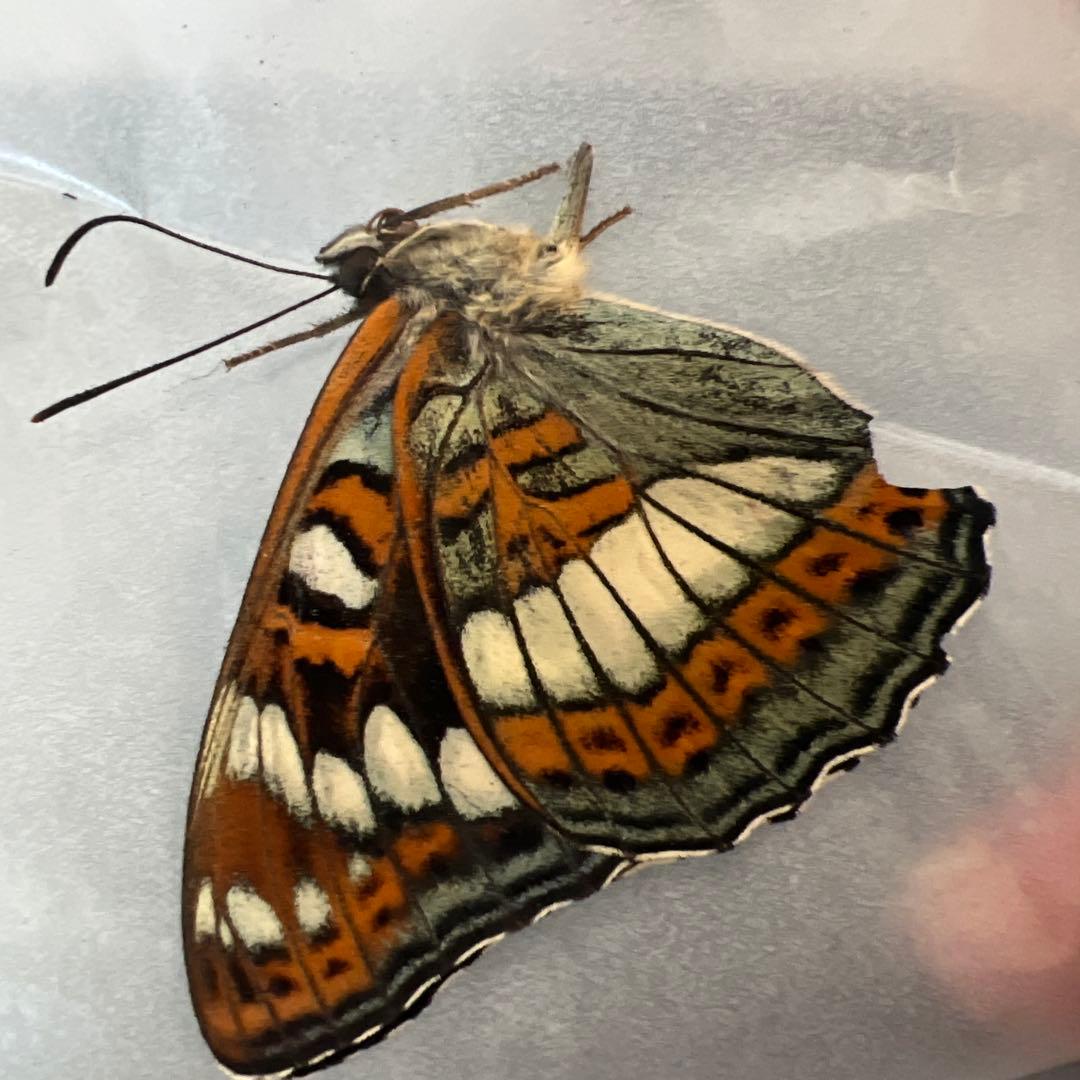 オオイチモンジ モンゴル産10頭セット オオイチモンジ モンゴル産10頭