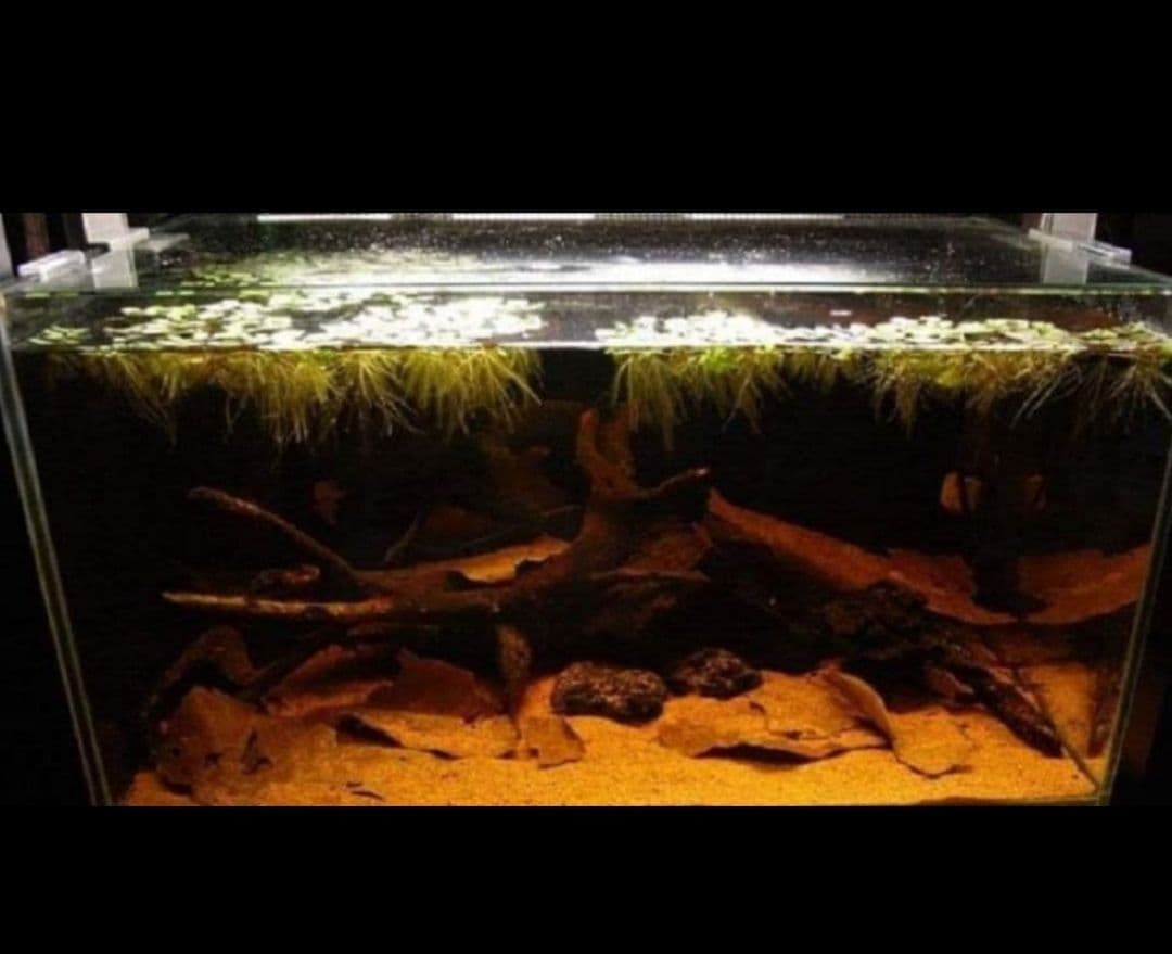 大小様々 無農薬マジックリーフ 天然ももたまな葉 1000 枚 大小様々