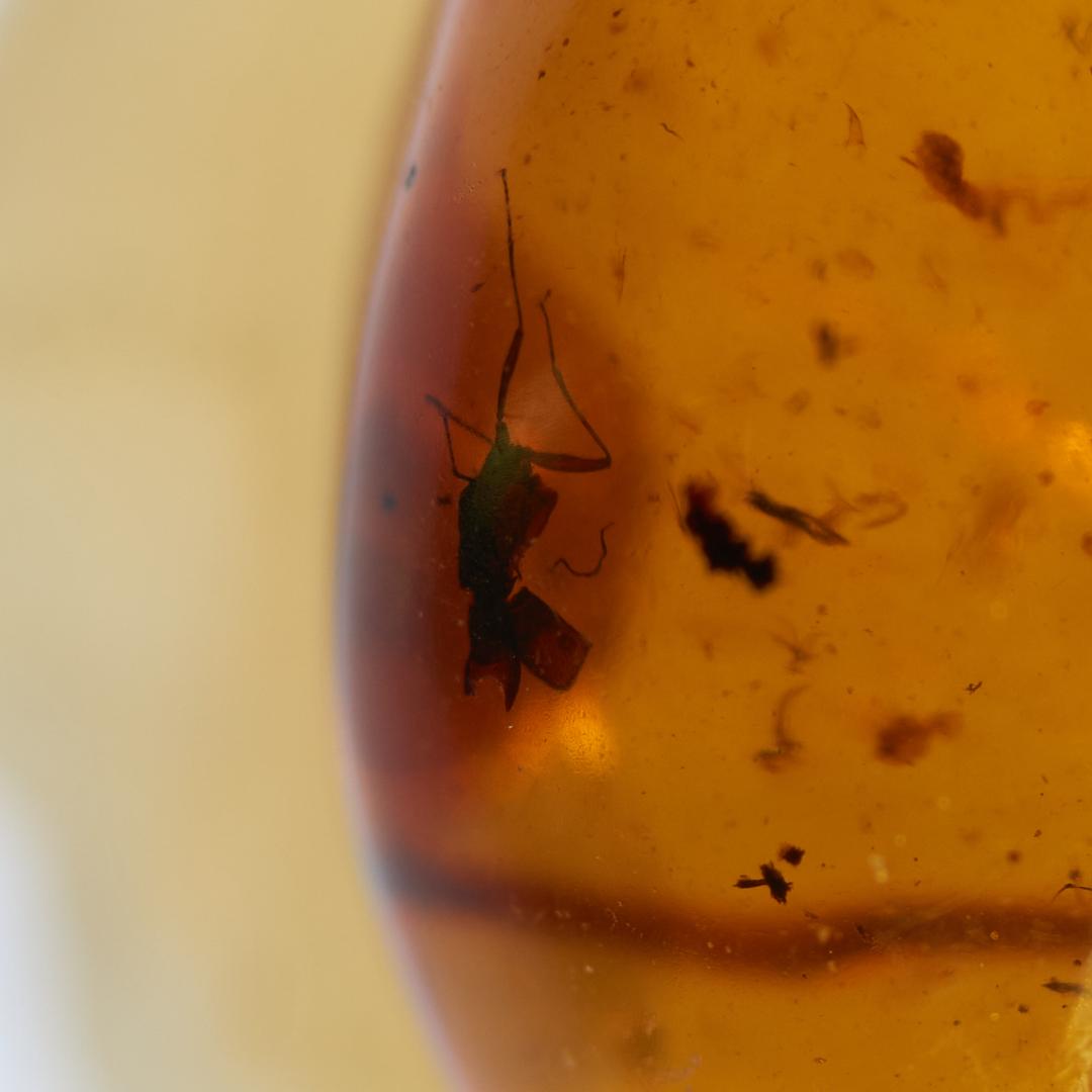 LA040 虫入り琥珀化石 ミャンマー カムティかタナイ産 9900万年前