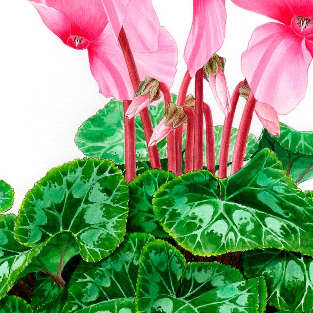 【絵画】ボタニカルアート　「シクラメン」原画