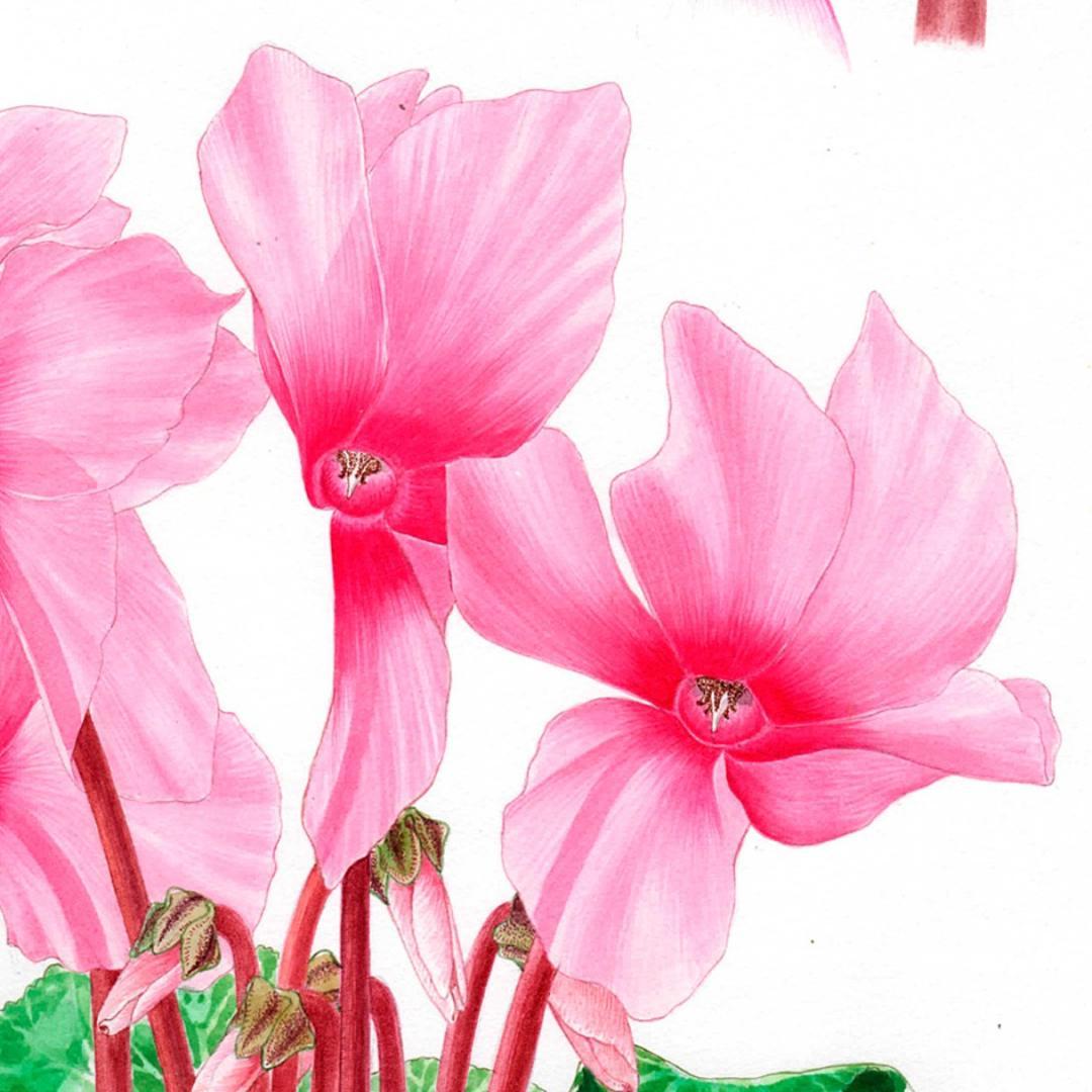 【絵画】ボタニカルアート　「シクラメン」原画