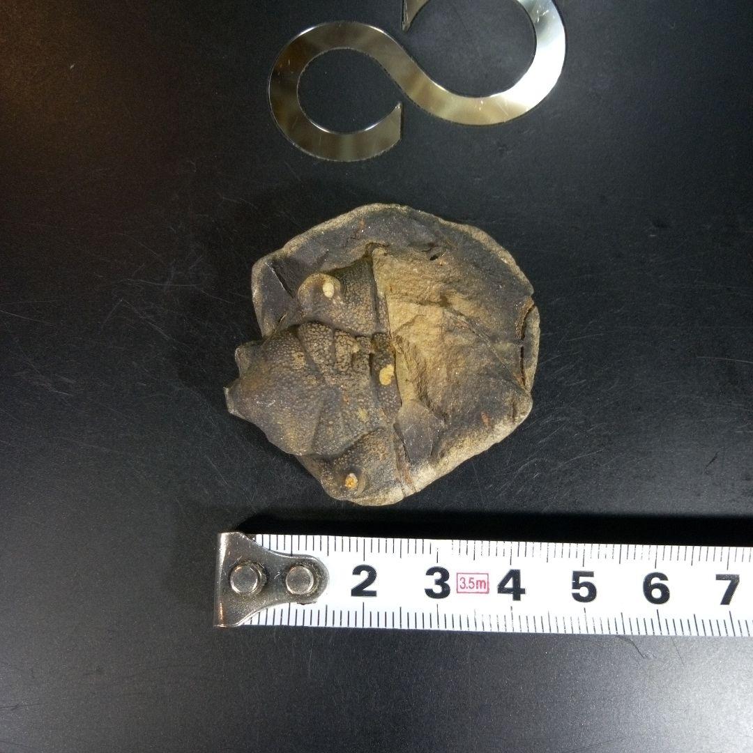 三葉虫 化石 fossil 海 ボリビア産 trilobite ボリビア化石郡⑩