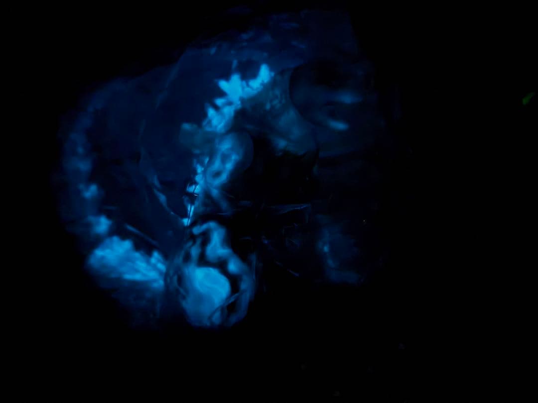 Frog Tree ゴジラ-1.0 2023 海ノ焔 蓄光 ソフビ WF2025