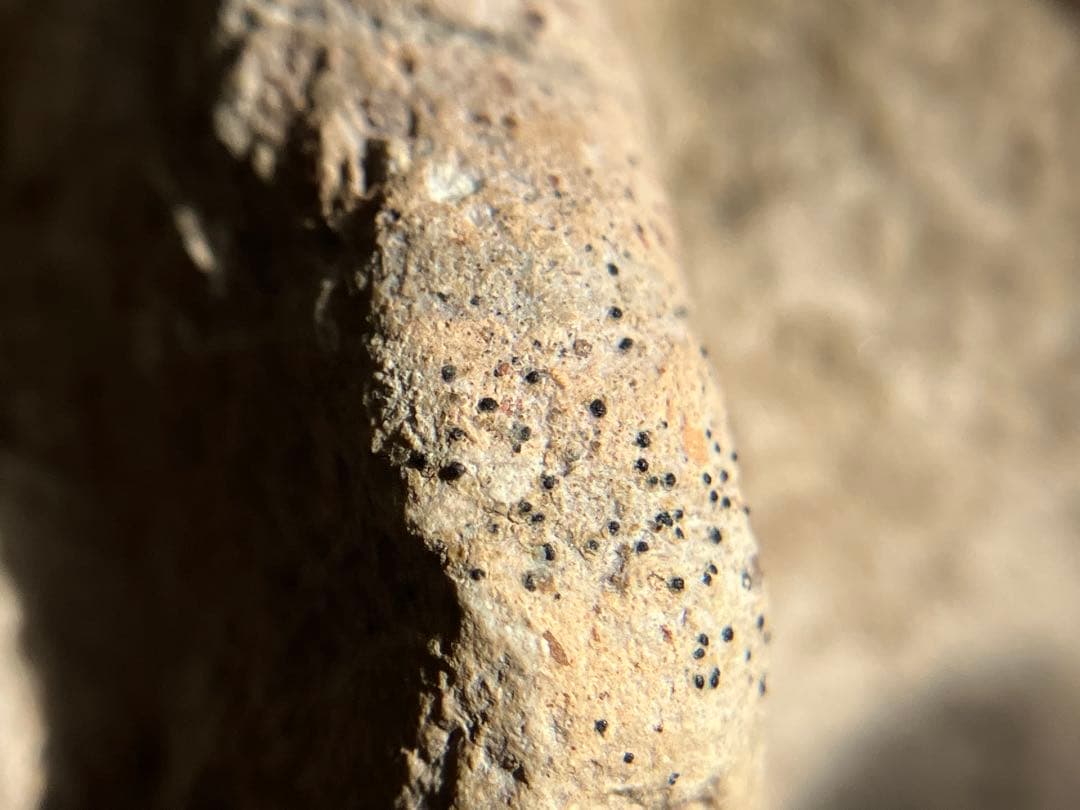 美しい、、古代中国の羊像 新石器時代後期頃 前3000～2000年】骨董