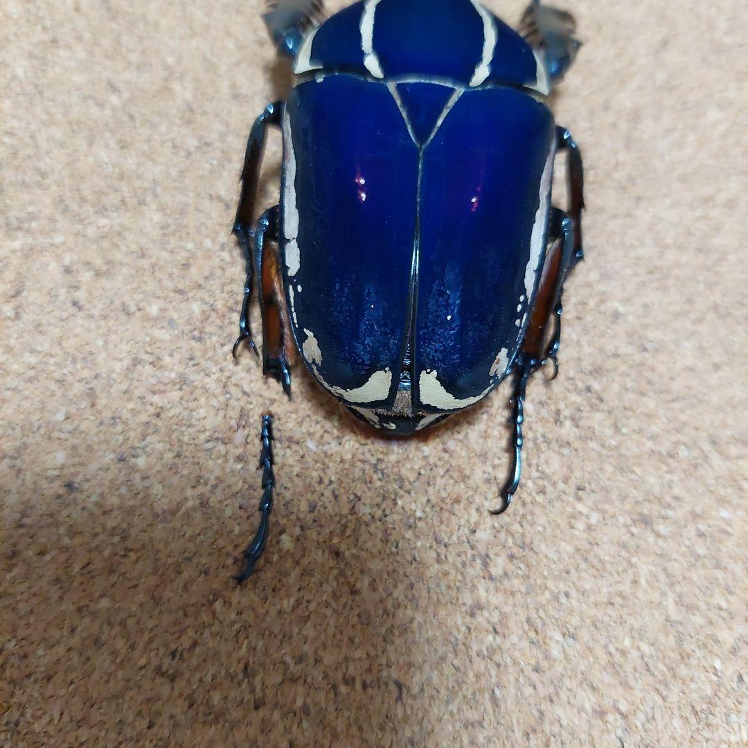 コエポン様専用 ウガンデンシスオオツノカナブン 標本 +フクエ