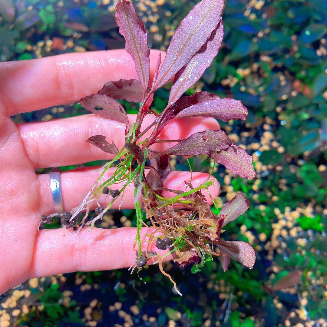 ブセファランドラsp. ブラウニーゴースト2011-2012ナカモト