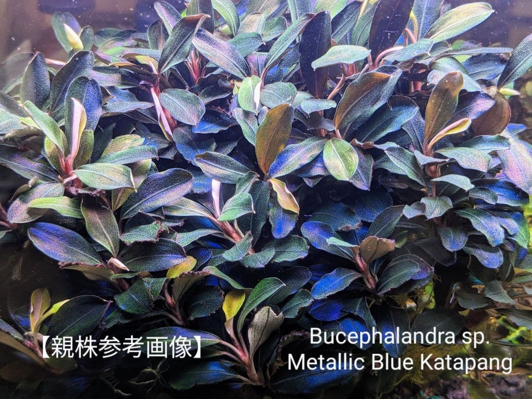 ブセファランドラsp Metallic Blue Katapang群生株 水中葉 - メルカリ