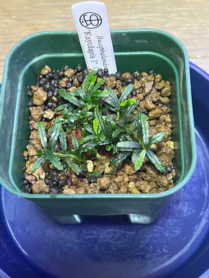 Cryptocoryne grabowskii 