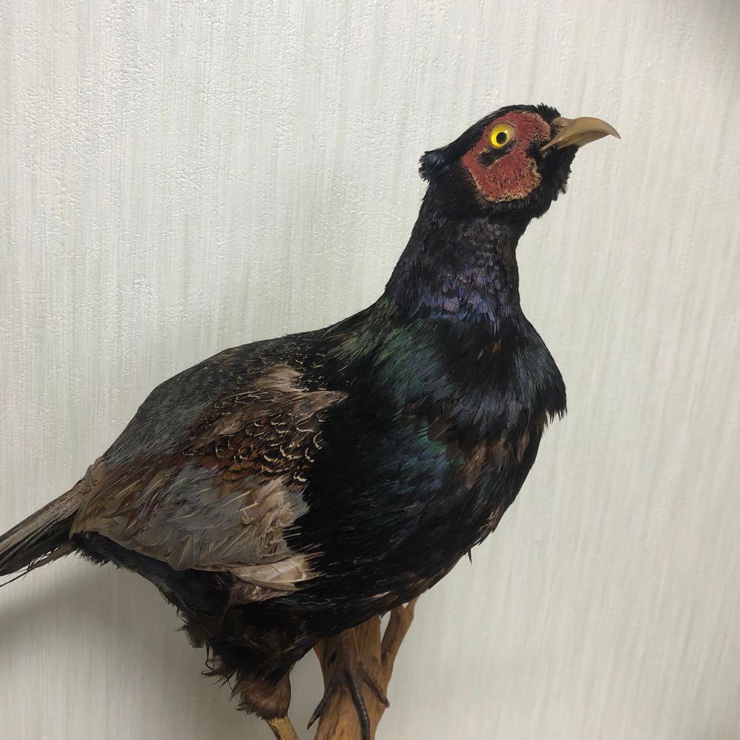 キジの剥製 雉(キジ)オス剥製 雉(キジ)オス剥製