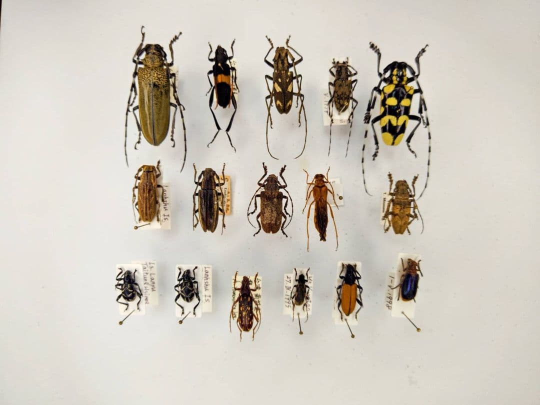 外国産蝶標本】アグリアス・ファルキドン♂/ブラジル産/64mm