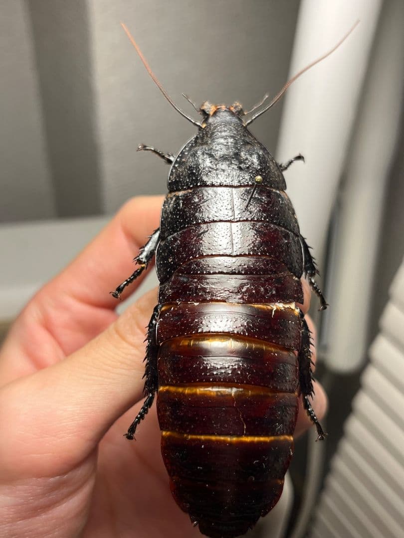 腿太葉虫最大種】Sagra buqueti モモブトハムシプラチナコガネ標本