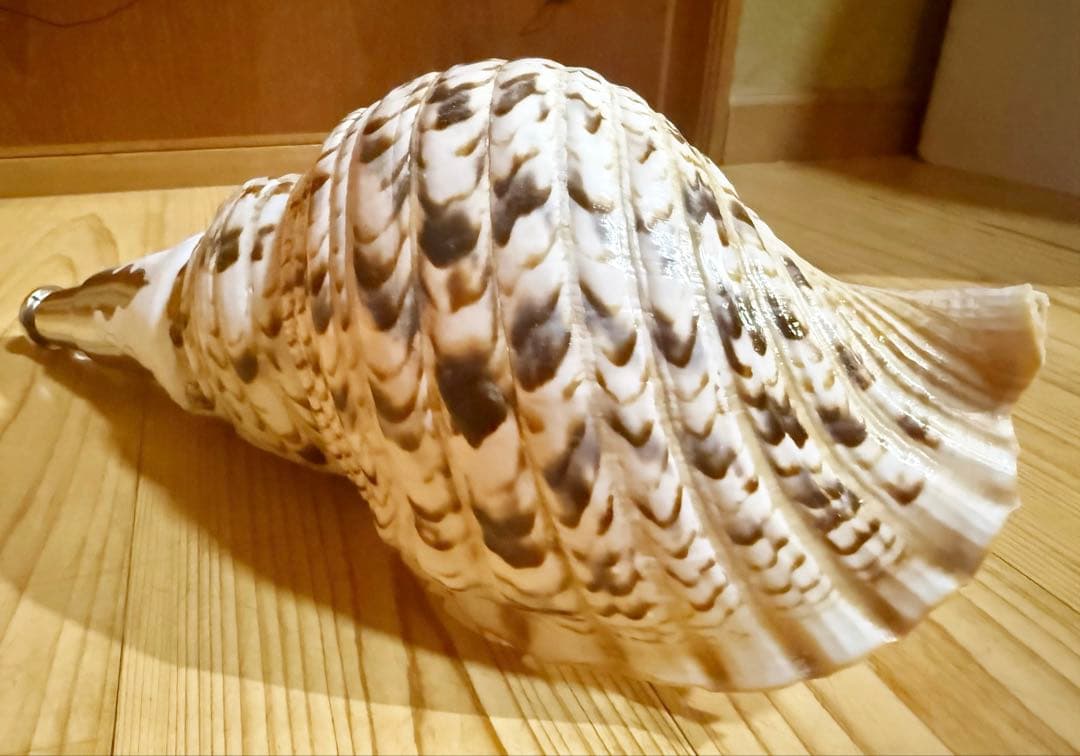 修験道法螺貝 山伏 密教 熊よけ 魔除け❣️ホラガイ ほら貝 - メルカリ
