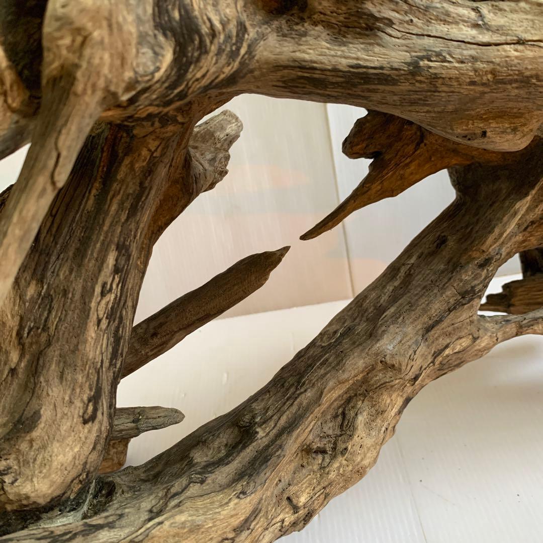 銀*時様 アク抜き済み流木 No.10 超レア型 沈水確認済