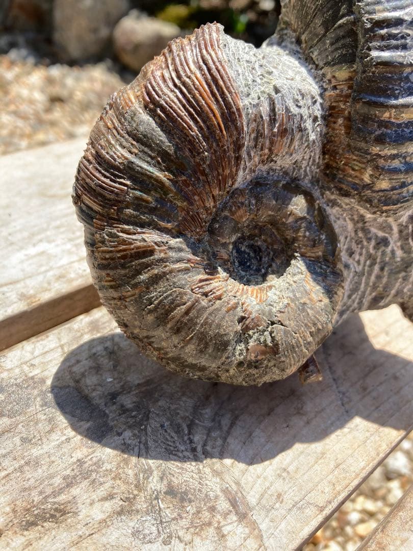 北海道 アンモナイト 夕張産 化石 / 三葉虫 恐竜 釣り