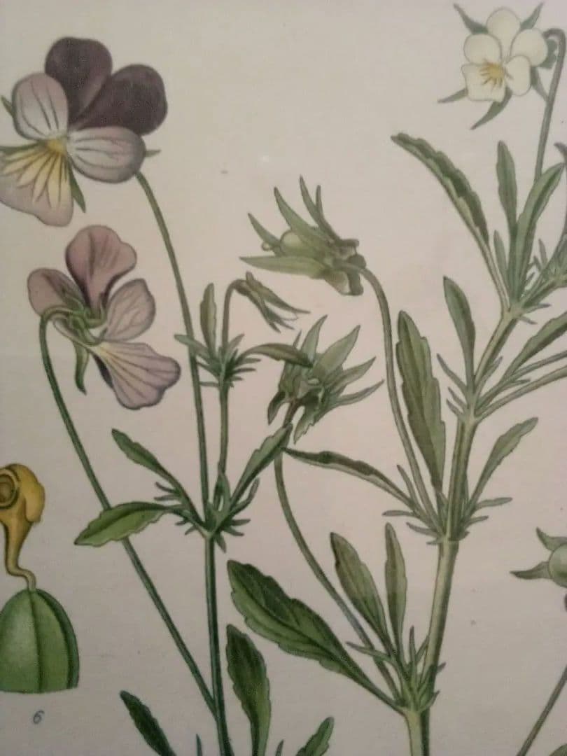 フランス ボタニカル画 石版画の額装品 1891年