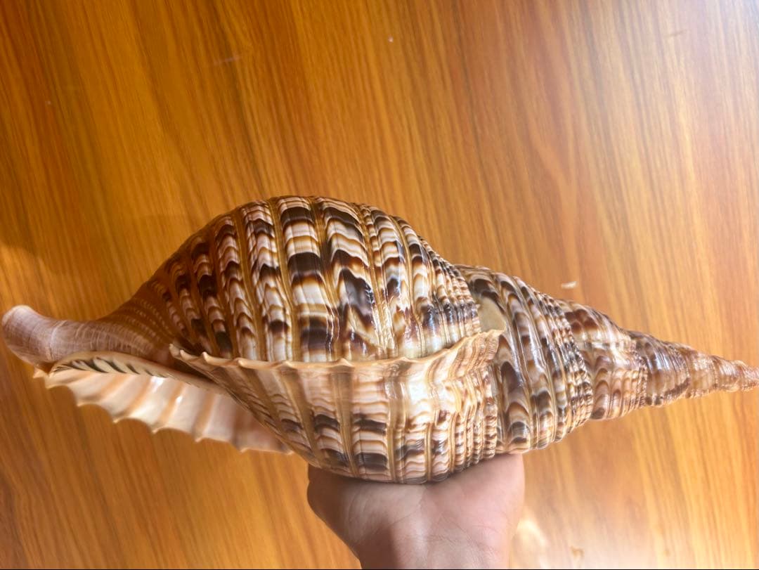 貝殻標本 法螺貝 37cm (直線)美品 天然そのままの色