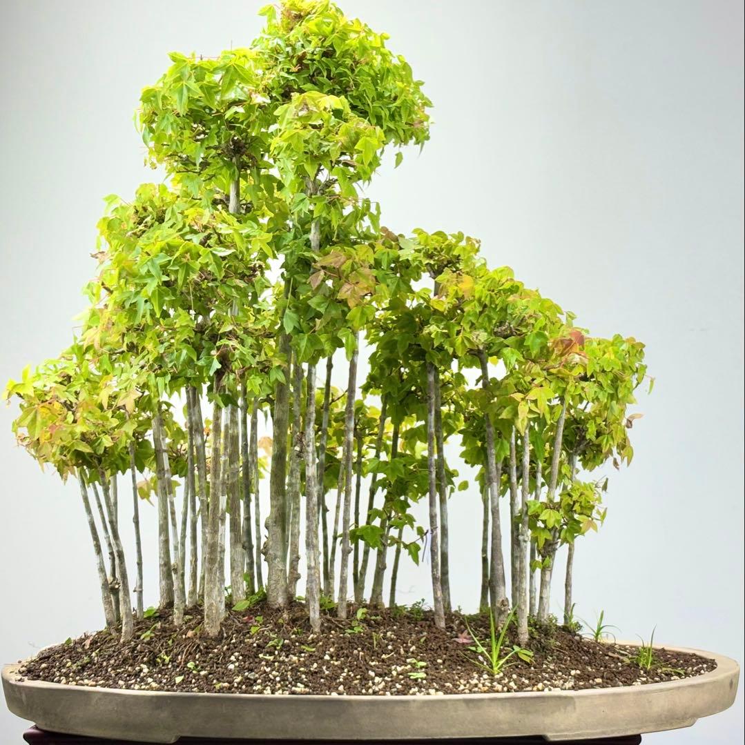 盆栽鉢丸鉢桑津香石植木鉢山野草絵鉢 盆栽鉢 桑津香石 山野草 ミニ盆栽