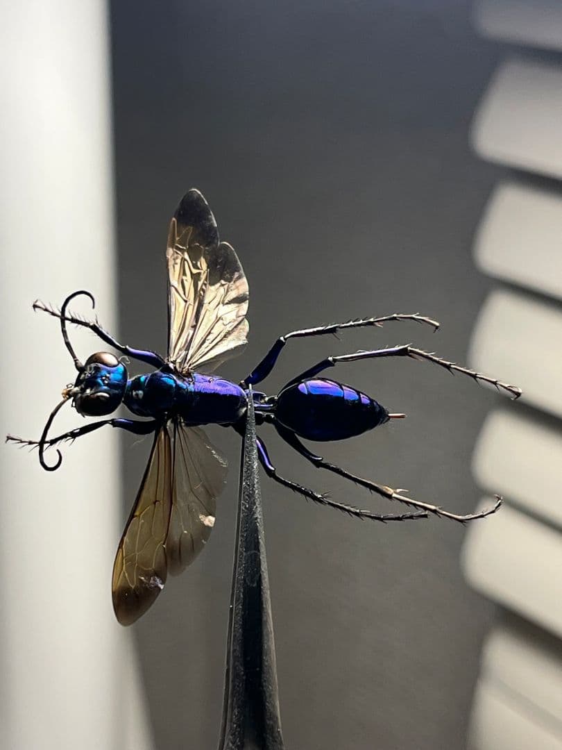 標本】エメラルドゴキブリバチに酷似の寄生蜂 ジュエルワスプ 昆虫標本