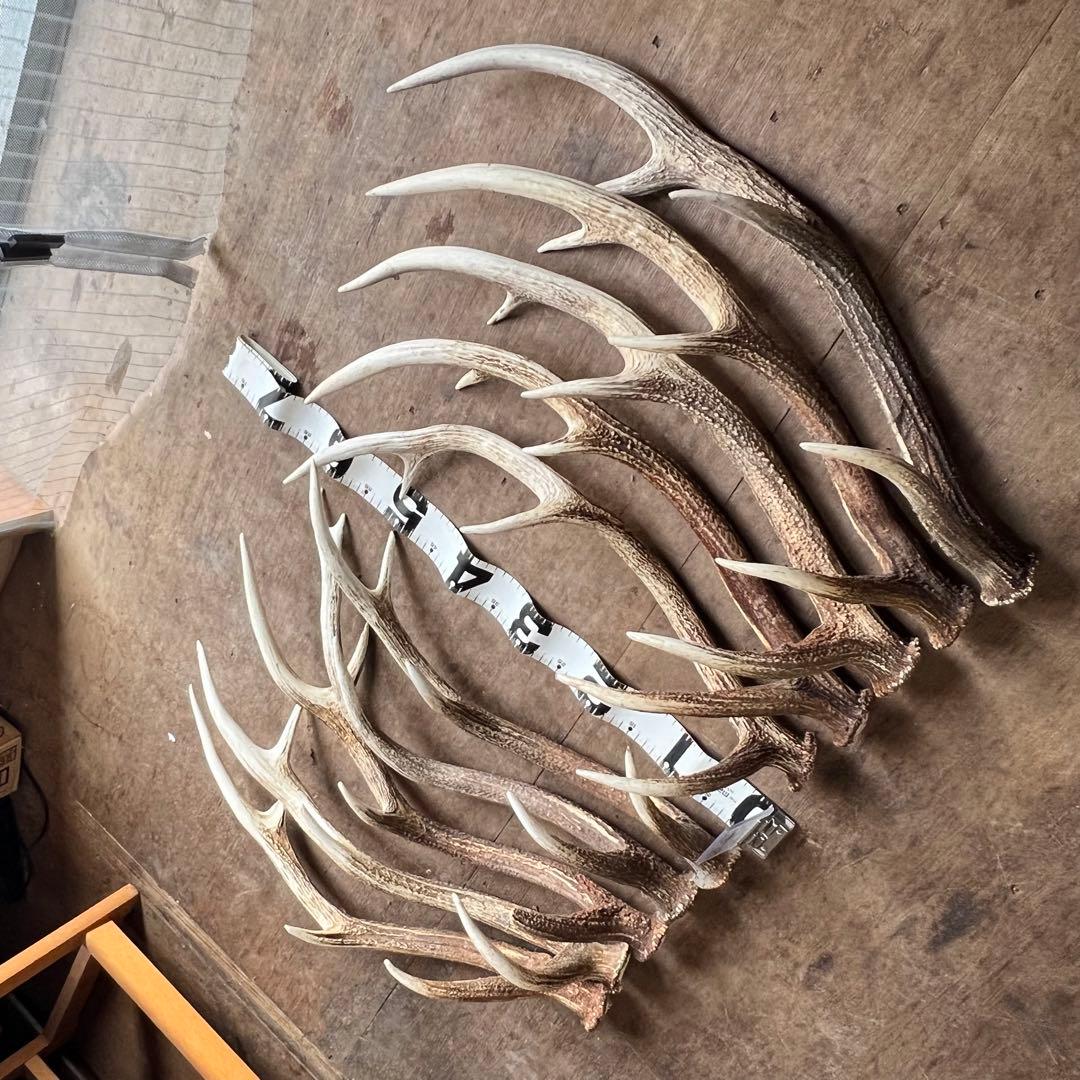 鹿の角　蝦夷鹿　大10本セット　No.7