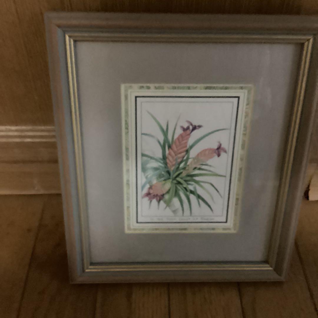 シンガポールラッフルズホテル熱帯植物リトグラフ額装仕立て