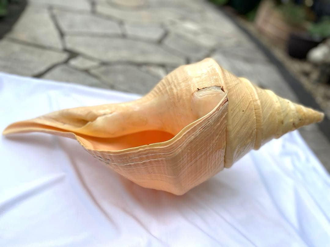 激レア 世界最大 法螺貝 アラフラオオニシ貝 貝殻長約54センチ殻径約