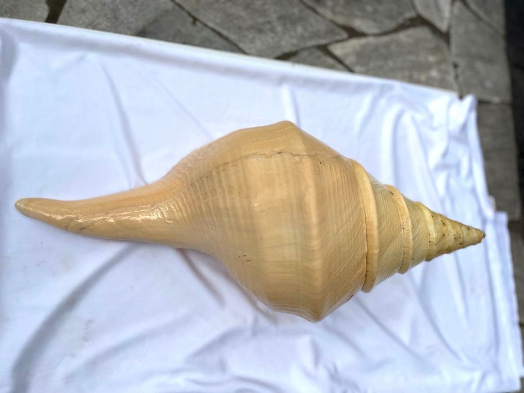 激レア 世界最大 法螺貝 アラフラオオニシ貝 貝殻長約54センチ殻径約