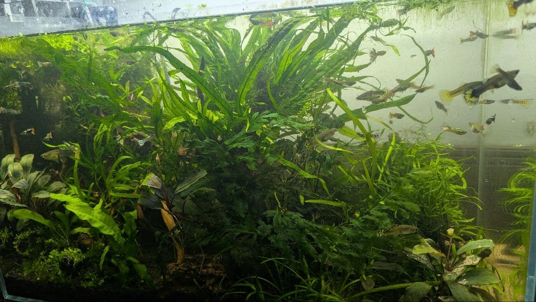 ミクロソリウム本ナロー120葉以上の大株とウィローモスが自然活着したADA