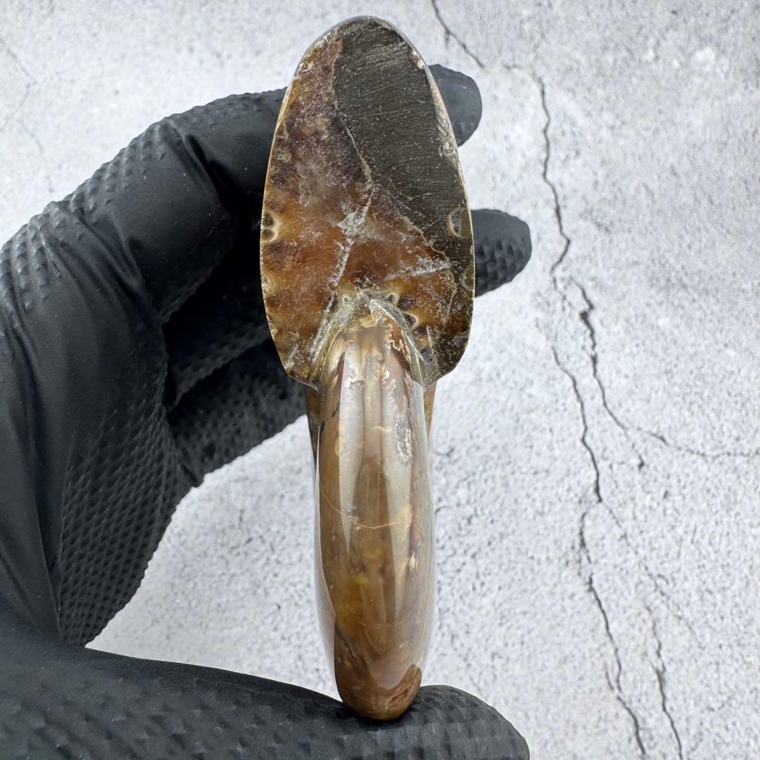 G-79天然アンモナイト原石 游色多色アンモナイト化石 天然石